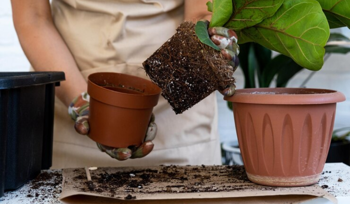 Coco Peat for Gardening